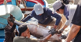 Cá ngừ Việt rộng đường sang UAE: Cơ hội từ thị trường tỉ USD