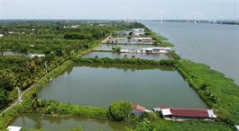 Đồng Tháp Province boosts aquaculture output, exports