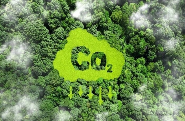 Vietnam’s forest carbon credits draw global interest