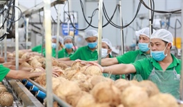 Vietnam’s fruit and vegetable exports reach $7.8 billion in first 11 months