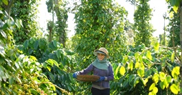 Xuất khẩu cà phê lập đỉnh, nông dân cần làm gì để giữ vững?