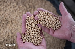 Giá đậu tương xuống mức thấp nhất trong 1 tháng qua