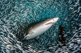 Theo dấu dòng tiền cá mập 09/12: Tự doanh và khối ngoại trái chiều, họ Vingroup gây chú ý