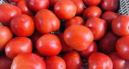 Ngỡ ngàng với cà chua ở chợ Hà Nội: Vọt lên 85.000 đồng/kg vẫn ‘cháy hàng’