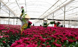 Việt Nam records $20.5 billion trade surplus in 11 months