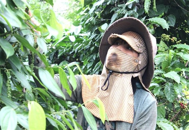 Việt Nam’s pepper exports exceed $1.5 billion as global prices stay elevated