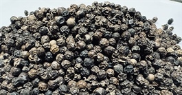 Việt Nam bán hơn 223.200 tấn ‘vàng đen’, tiền thu về cao kỷ lục