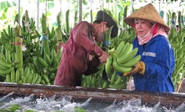 Xuất khẩu chuối gần 372 triệu USD, vì sao vẫn chưa thành ngành hàng tỷ USD?