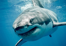 Theo dấu dòng tiền cá mập 15/12: Khối ngoại mua ròng trong ngày thị trường biến động