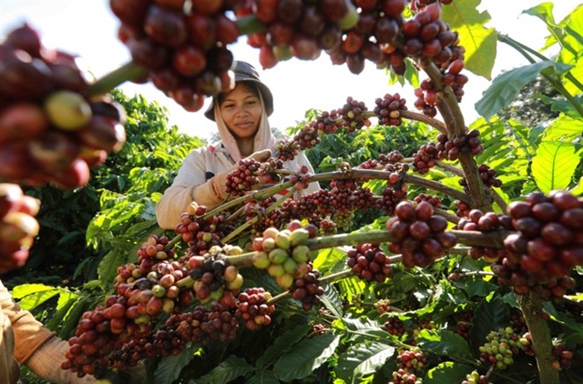 Coffee industry to meet new EUDR standards