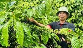 Vietnam’s coffee exports set new record despite price pressures