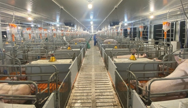 Rising live hog prices enhance year-end profits for enterprises