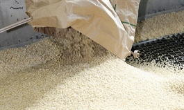 Dự báo năm 2026: Nguồn cung cao, giá gạo thế giới tiếp tục chịu áp lực