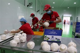 Vĩnh Long unlocks billion dollar potential for coconut exports