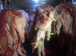 Giá heo hơi hôm nay, 1-1-2026: Diễn biến mới trong ngày đầu năm