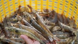 Double duties, tightening rules: a critical test for shrimp exports
