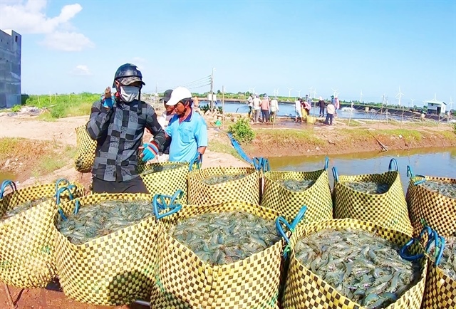 Late-season shrimp prices hit record highs in Đồng Tháp