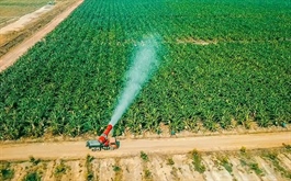 HAGL rút khỏi HNG, dự kiến thoái toàn bộ hơn 91 triệu cp