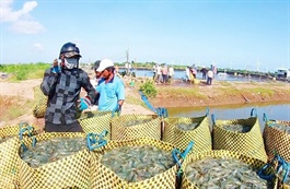 TP Hồ Chí Minh: Giá tôm thương phẩm tăng mạnh, người nuôi phấn khởi