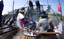 Giá cá tra nguyên liệu ở Đồng Tháp tăng mạnh do nguồn cung khan hiếm