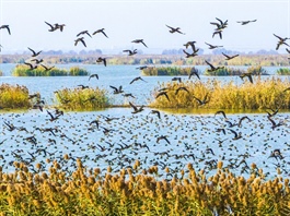 Tín chỉ đa dạng sinh học: Cơ hội sau carbon, hay rủi ro lặp lại khủng hoảng niềm tin?