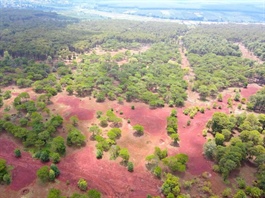 Sân golf Đak Đoa ngàn tỷ với hơn 155ha rừng thông 50 năm tuổi chuyển từ tay FLC sang công ty con