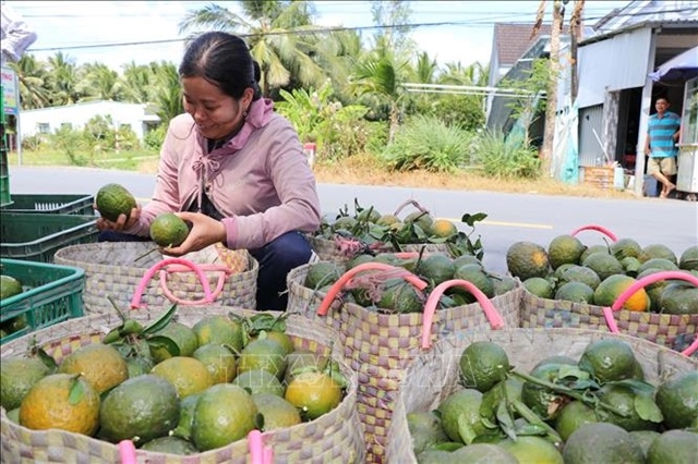 Vĩnh Long farmers struggle with low King orange prices