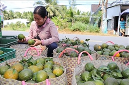Vĩnh Long farmers struggle with low King orange prices