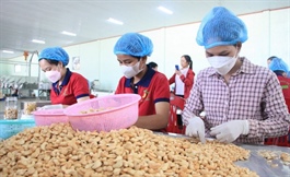 Hơn 5 tỷ USD xuất khẩu hạt điều và bài toán hiệu quả kinh tế