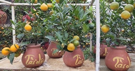 Quất bonsai mini giá vài trăm ngàn đồng mỗi bình