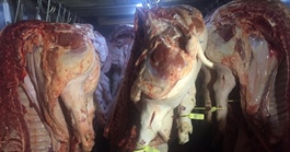 Giá heo hơi hôm nay, 19-1: Chợ đầu mối có giá mới