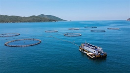 Góc nhìn đầu tư 2026: Ngành thủy sản - Cần động lực tăng trưởng mới (Kỳ 1)