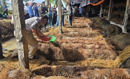 Rice straw emerges as key resource in Việt Nam's net-zero push, experts say