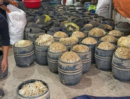 Phát hiện gần 3 tấn giá đỗ dùng chất cấm, hai cá nhân bị khởi tố