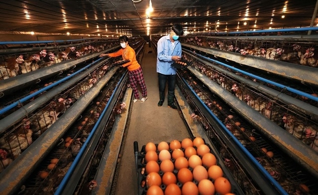 Livestock product exports exceed target in 2025