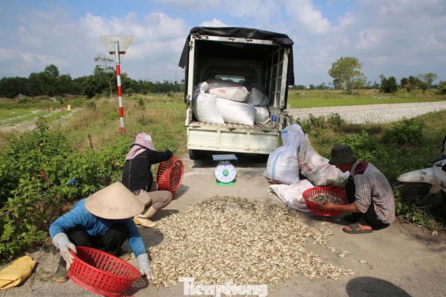 Nông dân xã Thăng Bình tất bật thu hoạch củ kiệu phục vụ thị trường Tết Nguyên đán Bính Ngọ. Kiệu được mùa, giá cao, thương lái vào tận ruộng thu mua khiến bà con phấn khởi.