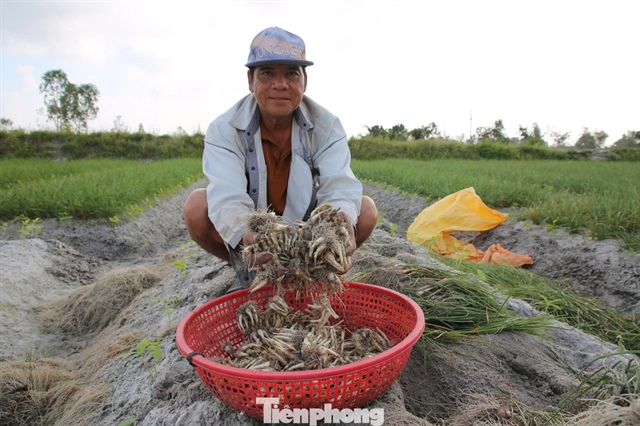 Nông dân Đà Nẵng phấn khởi khi vụ kiệu Tết vừa được mùa vừa được giá.
