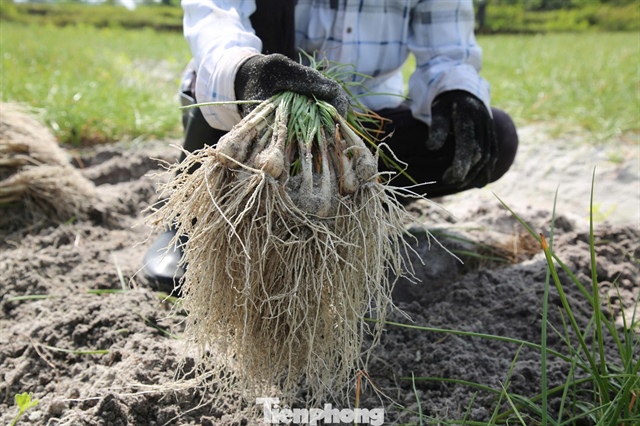Kiệu thu hoạch sau 4-5 tháng chăm sóc, từ giữa tháng 11 âm lịch bắt đầu vụ thu hoạch, cao điểm vào tháng Chạp, đúng thời điểm nhu cầu tiêu thụ tăng mạnh phục vụ Tết Nguyên đán.