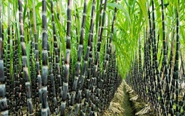 SLS suy giảm lợi nhuận, doanh thu quý rơi đáy hơn 1 năm