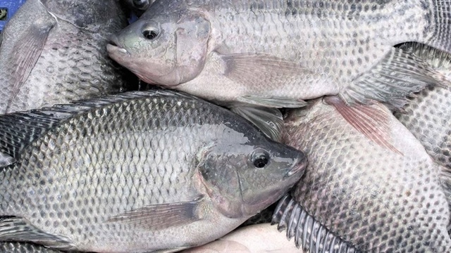 Tilapia exports to US accelerate
