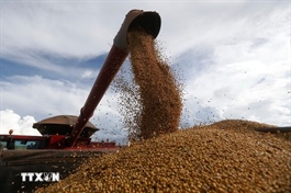 Giá đậu tương tăng mạnh nhờ cam kết mua 20 triệu tấn của Trung Quốc