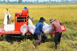 Ngành gạo 2025: Xuất khẩu hạ nhiệt, nhiều doanh nghiệp vẫn thắng lớn