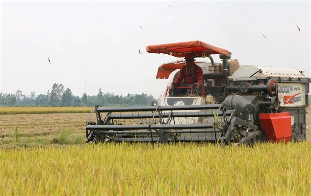 Philippines considers Việt Nam’s DT8 rice as new import tariff reference