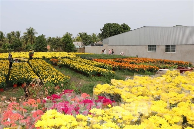 Tết bloom markets: rising demand, stable prices