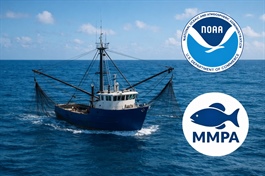 Một doanh nghiệp xuất khẩu cá ngừ, ghẹ lo mất thị trường Mỹ từ 2026 vì MMPA