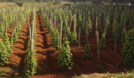 Nông sản Việt muốn đi xa phải đi theo hướng xanh