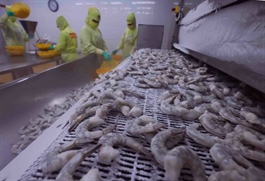 Seafood exports under pressure from US’s tightened rules, duties