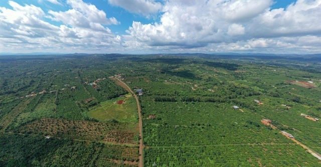 Việt Nam to complete forest database by 2026 to adapt to EU’s deforestation rules