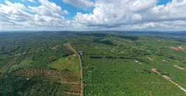 Việt Nam to complete forest database by 2026 to adapt to EU’s deforestation rules
