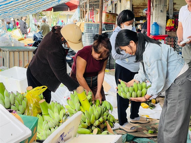 Dù giá chuối tăng cao, nhưng nhu cầu người mua để bày mâm ngũ quả trong ngày Tết.